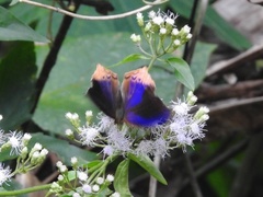 Terinos clarissa malayanus