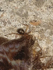 Camponotus cingulatus