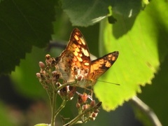 Vagrans sinha sinha