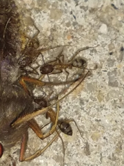 Camponotus cingulatus