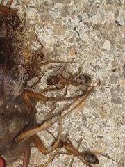 Camponotus cingulatus