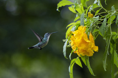 Chrysuronia leucogaster