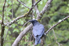 Corvus brachyrhynchos