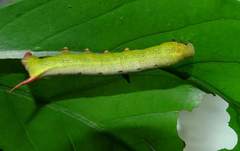 Macroglossum corythus