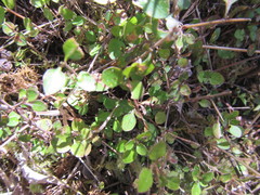 Leptostigma setulosum