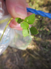 Leptostigma setulosum