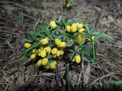 Gymnospermium altaicum