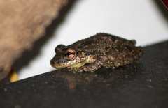 Scinax x-signatus