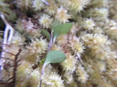 Leptostigma setulosum