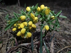 Gymnospermium altaicum