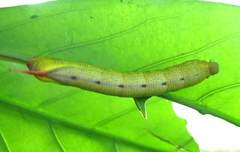 Macroglossum corythus