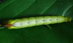 Macroglossum corythus