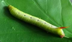 Macroglossum corythus