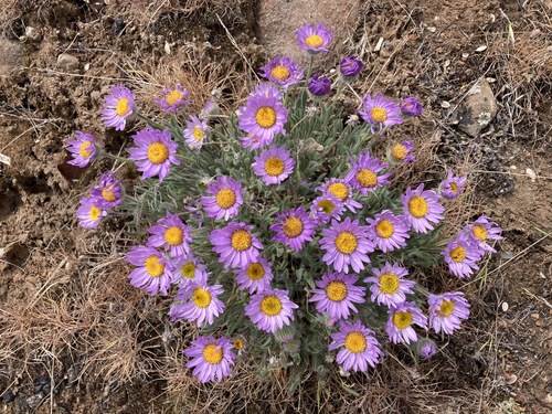 Erigeron poliospermus var. poliospermus