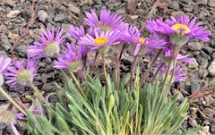 Erigeron poliospermus poliospermus