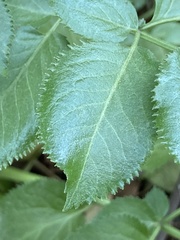 Sambucus