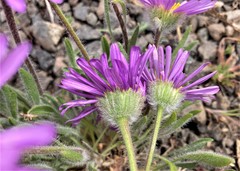 Erigeron poliospermus poliospermus