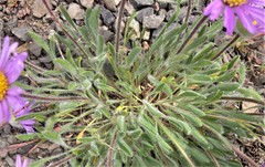 Erigeron poliospermus poliospermus