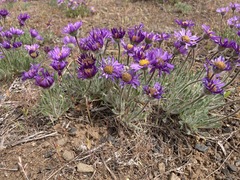 Erigeron poliospermus poliospermus