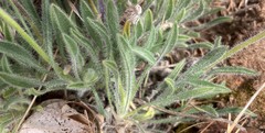 Erigeron poliospermus poliospermus