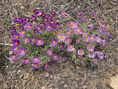 Erigeron poliospermus poliospermus
