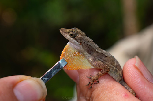 Rodriguez's Anole