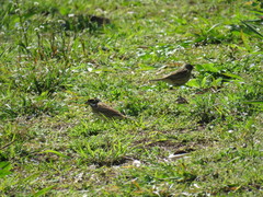 Emberiza chrysophrys