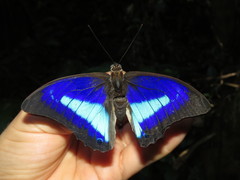 Prepona laertes louisa