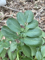 Sambucus