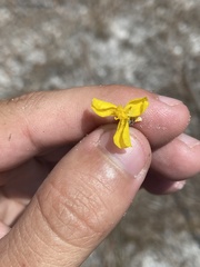 Xyris stenotera