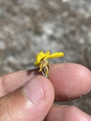 Xyris stenotera