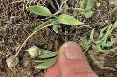 Viola trinervata