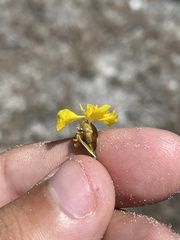 Xyris stenotera