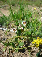 Roepera sessilifolia