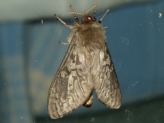 Oxycanus subvaria