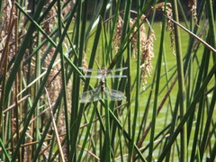 Hemicordulia armstrongi