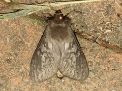 Oxycanus subvaria