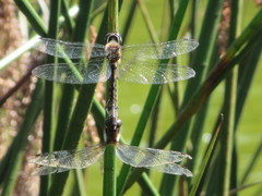 Hemicordulia armstrongi