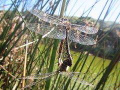 Hemicordulia armstrongi