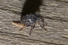 Eubulus