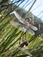 Hemicordulia armstrongi