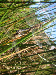 Hemicordulia armstrongi