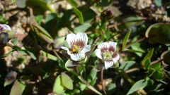 Roepera sessilifolia