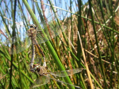 Hemicordulia armstrongi