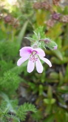 Pelargonium hirtum