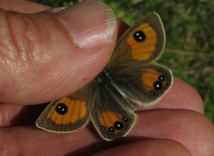 Argyrophenga janitae