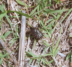 Euphoria sepulcralis