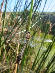 Hemicordulia armstrongi