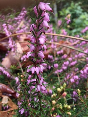 Erica carnea