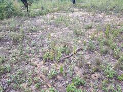 Lasiopetalum ferrugineum